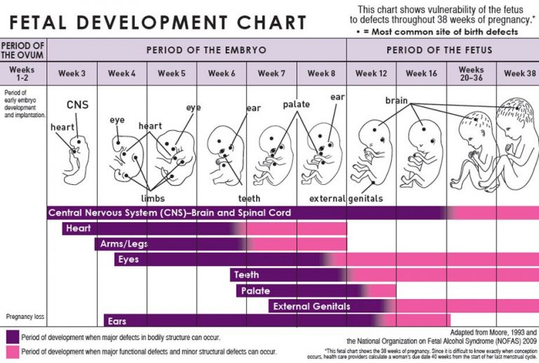 Pregnancy Calendar Calculator by Week and Day Digitally Credible